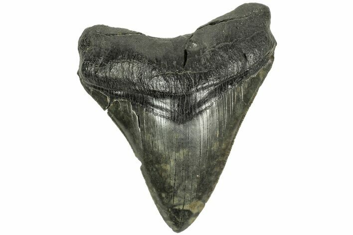 Serrated, Fossil Megalodon Tooth - South Carolina #204599